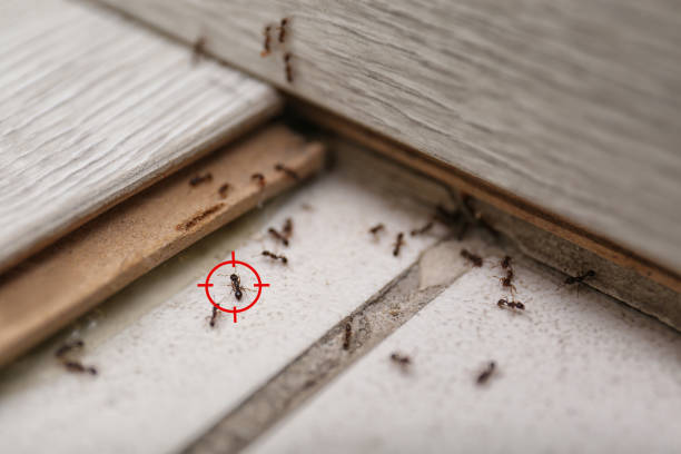 Best Pest Inspection Near Me  in Cortland West, NY