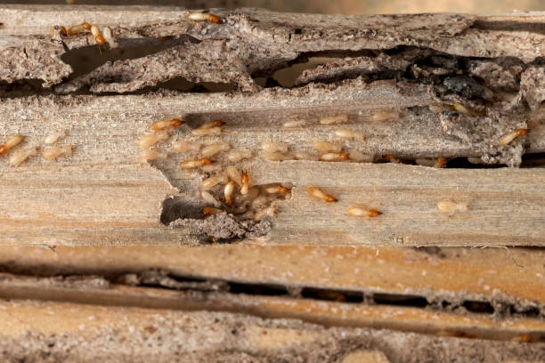 Pest Prevention Services in Cortland West, NY